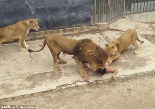 A man jumps into lions den at Accra Zoo